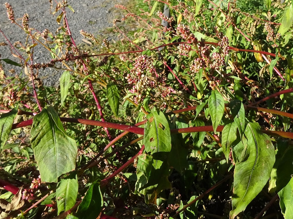 Persicaria lapathifolia (Polygonaceae)